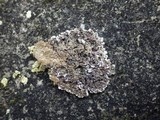 Squamarina cartilaginea var. cartilaginea image