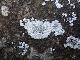 Solenopsora candicans image