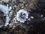 Solenopsora candicans image