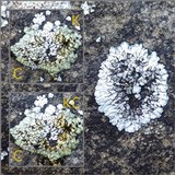 Solenopsora candicans image