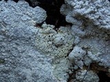 Acarospora placodiiformis image