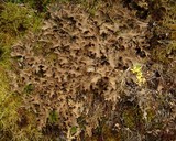 Pseudocyphellaria lechleri image