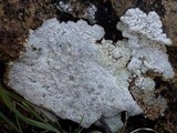 Acarospora placodiiformis image