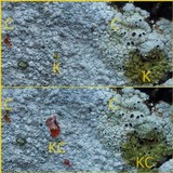 Acarospora placodiiformis image