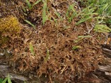 Pseudocyphellaria lechleri image