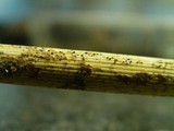 Heterosphaeria patella image