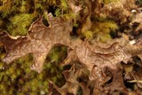 Pseudocyphellaria lechleri image