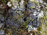 Fuscopannaria mediterranea image