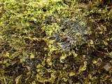 Parmeliella testacea image