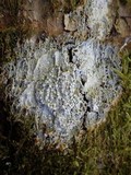 Pertusaria albescens var. albescens image