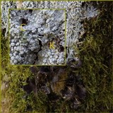 Pertusaria albescens var. albescens image