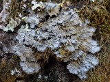 Degelia atlantica image