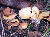Otidea onotica image
