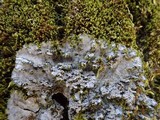 Degelia atlantica image