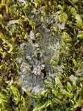 Parmeliella testacea image