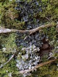 Leptogium cyanescens image