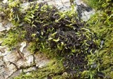 Leptogium lichenoides image