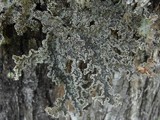 Pseudocyphellaria granulata image