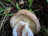 Suillus pseudobrevipes image