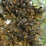 Pseudocyphellaria intricata image