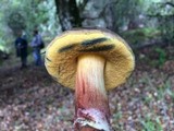 Xerocomellus mendocinensis image