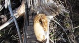 Morchella importuna image