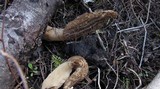 Morchella importuna image