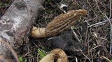 Morchella importuna image