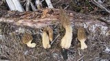 Morchella importuna image