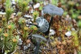 Arrhenia chlorocyanea image