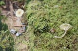 Lichenomphalia umbellifera image