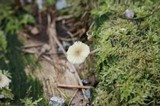 Lichenomphalia umbellifera image