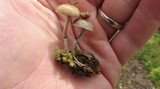 Psilocybe merdaria image