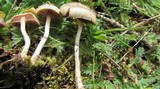 Psilocybe merdaria image
