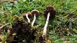 Psilocybe merdaria image