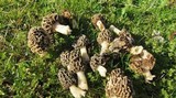 Morchella americana image
