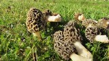 Morchella americana image