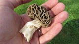 Morchella americana image