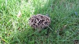 Morchella americana image
