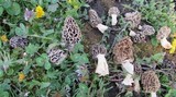 Morchella americana image