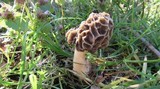 Morchella americana image