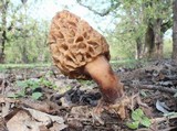 Morchella americana image