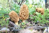 Morchella americana image