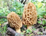Morchella americana image