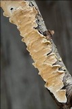 Byssomerulius corium image