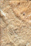 Byssomerulius corium image