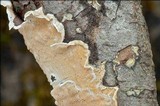 Byssomerulius corium image