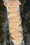 Byssomerulius corium image