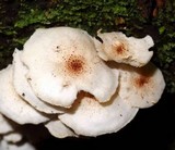 Ripartitella brasiliensis image