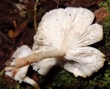 Ripartitella brasiliensis image